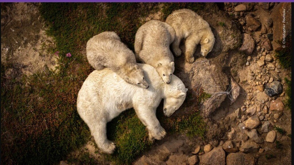 Madre oso polar y crías descansando sobre rocas en lugar de hielo, fotografía Family Rest de Christopher Paetkau.